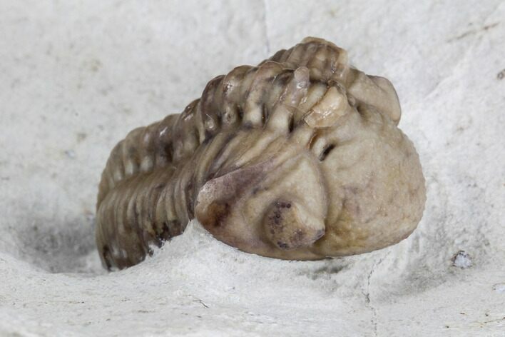 Detailed, Long Kainops Trilobite - Oklahoma #95712